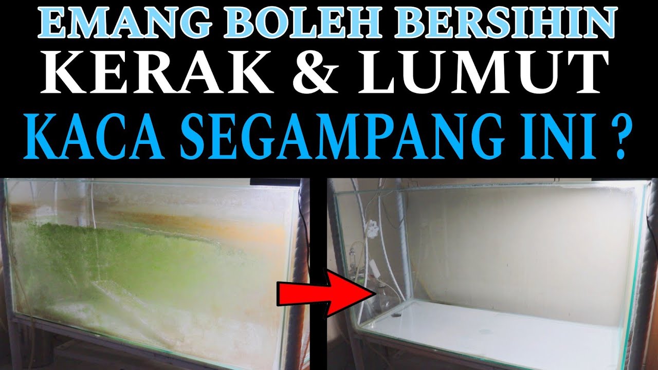 SUPER AMPUH ! DIY pembersih kaca aquarium BISA JADI USAHA NIH !
