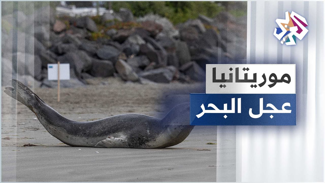 محميّة الرأس الأبيض لعجول البحر في موريتانيا .. واحدة من بين الأشهر في العالم