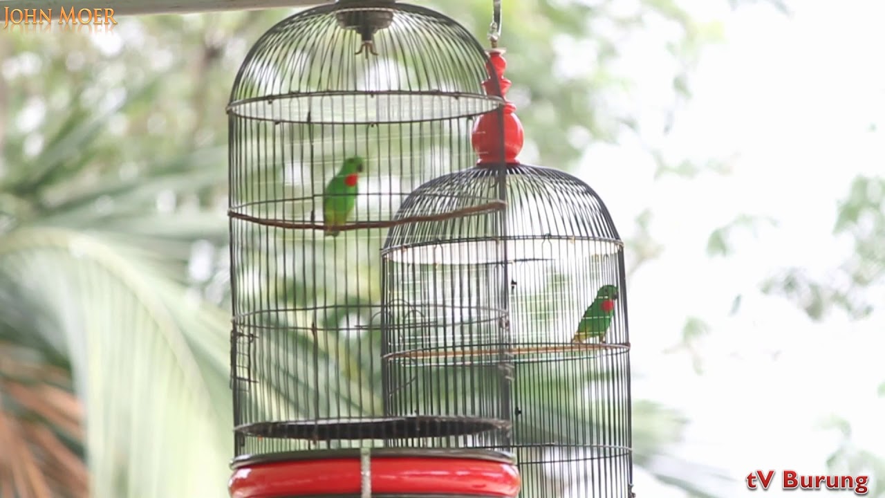BURUNG SERINDIT: Aksi Serindit CRB Vs Gotik Di Mega LatPres Juri JBC