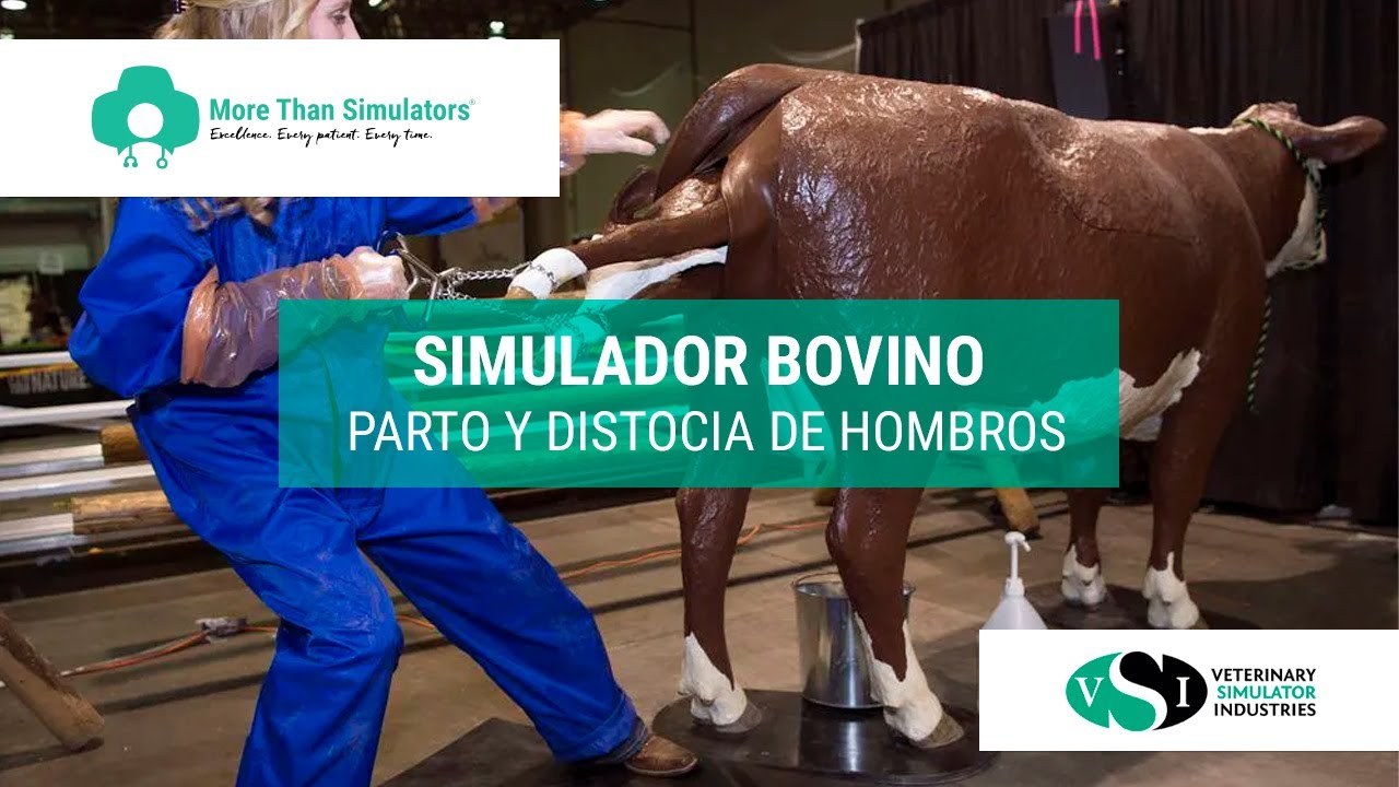 Simulador bovino para parto y distocia de hombros