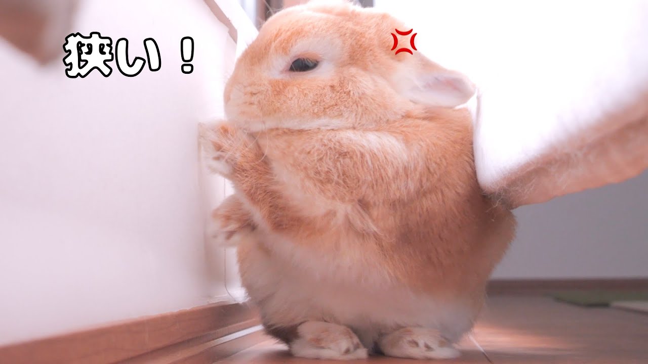 自分から狭い場所に入ったのに窮屈すぎて寝ぼけながら壁に八つ当たりするムギ【No.1648】
