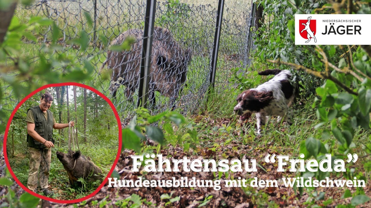 Hundeausbildung mit der Fährtensau – Wir Jäger in Niedersachsen