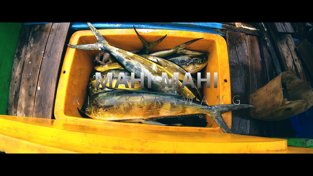 Mancing mahi-mahi/lemadang rig Karawang, 1 jam dapat 48 ekor!