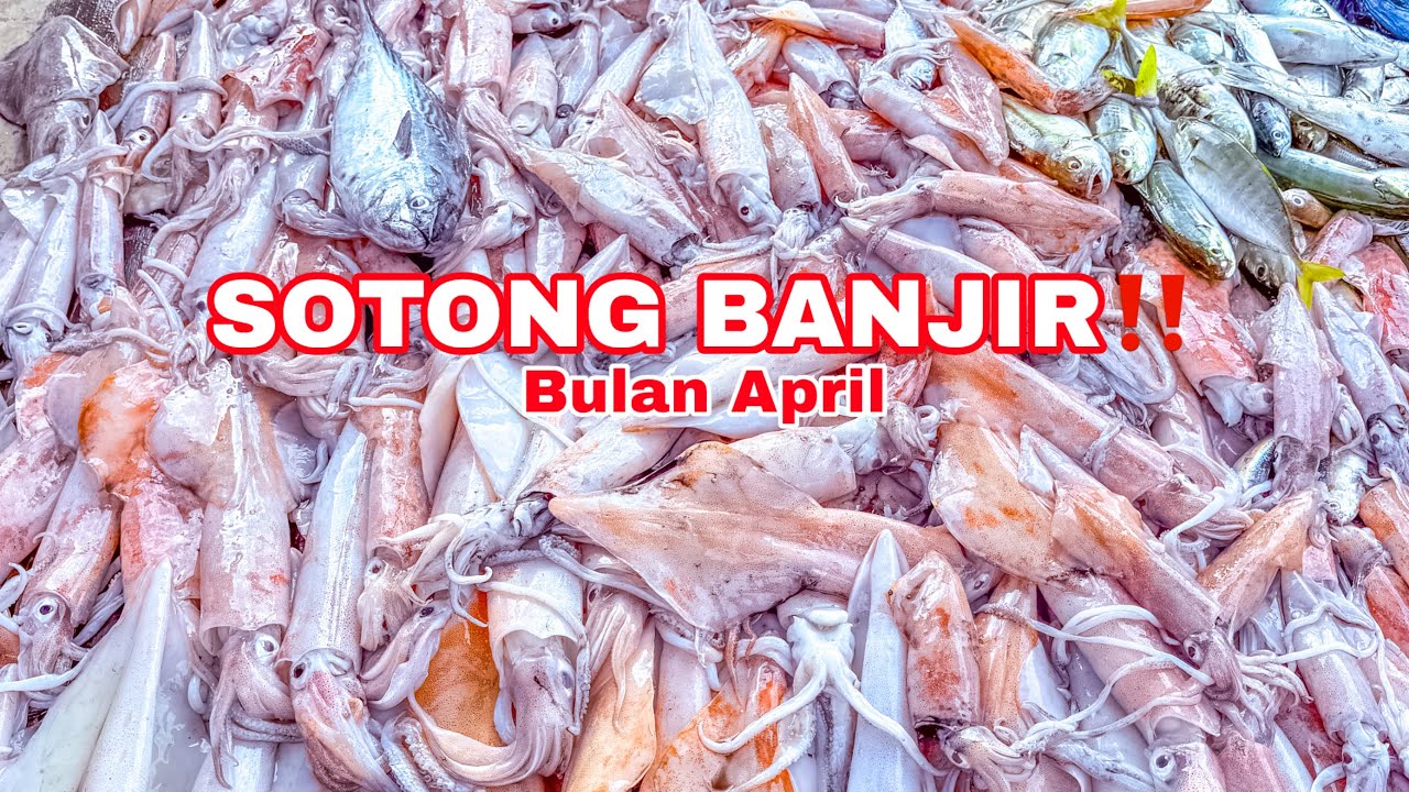 Mencandat Sotong Di Terengganu 🏝️ Kg. Penarik 🦑 Suasana Mencandat 🎣 Awal Musim ✅