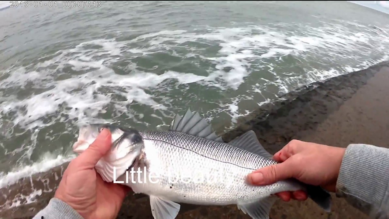 Bass on lrf tackle at Aberystwyth Stone Jetty
