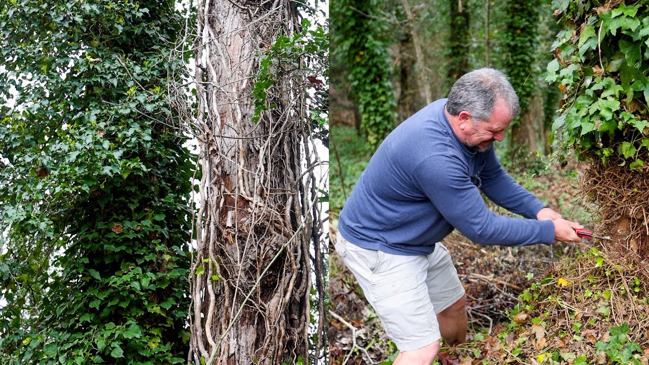 Rescuing a Tree from Ivy