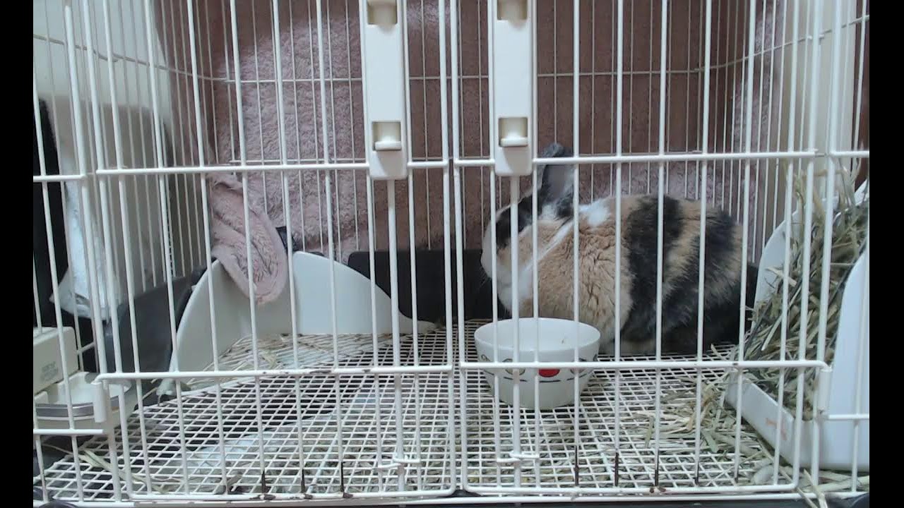 うさぎのミッケくんを見守る配信　#うさぎ　Broadcasting to watch over rabbits　#Rabbit