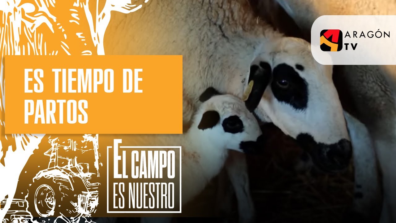 Es tiempo de partos en Alacón