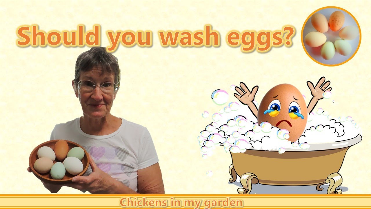 Should you wash eggs for eating?