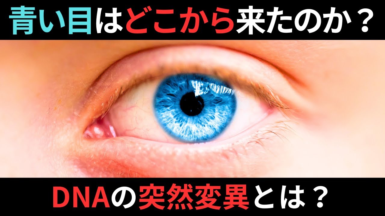 青い目はどこからきたのか？DNAの変異とは？本当は青くない？青い目が広がった意外な理由とは？