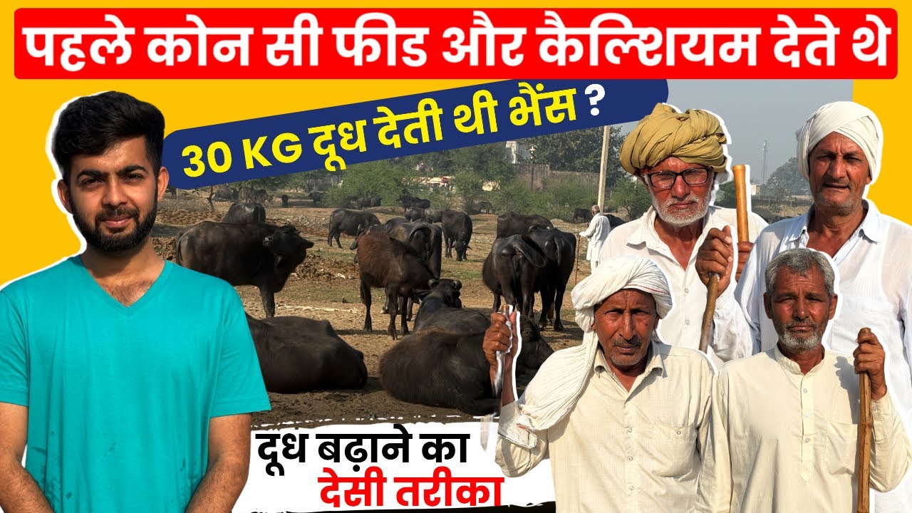 Haryana Murrah भैंस 30kg दूध Desi Feed का कमाल,कम ख़र्च में DairyFarm Business Mirchpur 