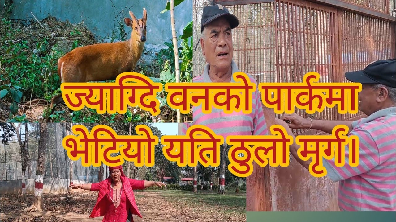 #you#tube# long# video# jyaagdi wanma bhetiyo mirga.......