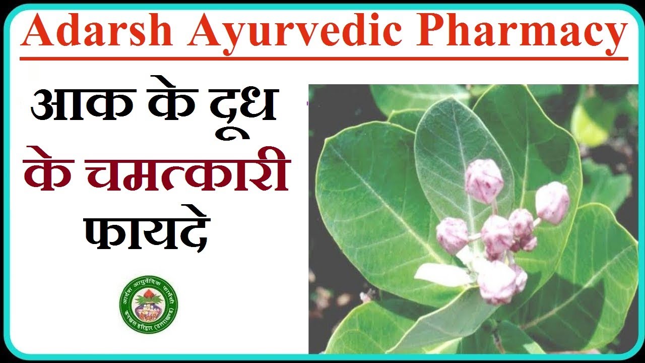जाने आक के दूध के चमत्कारी फायदे | Adarsh Ayurvedic