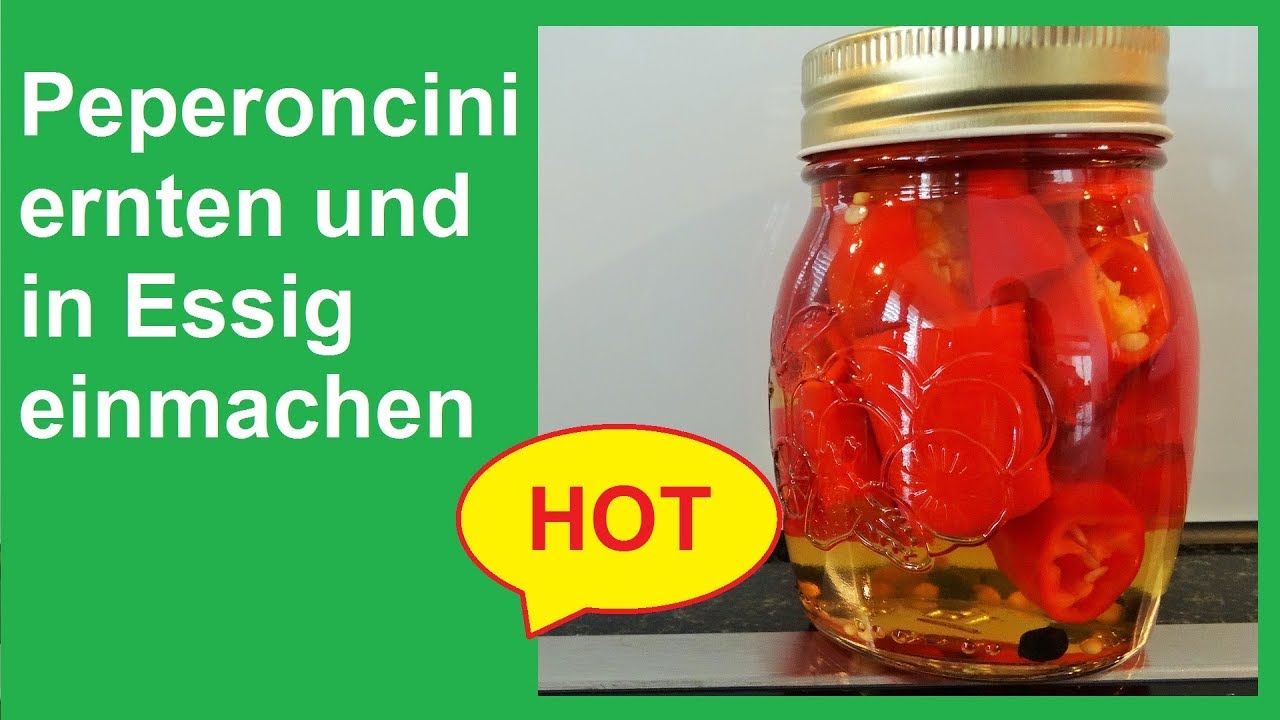 Peperoncini ernten und in Essig einmachen