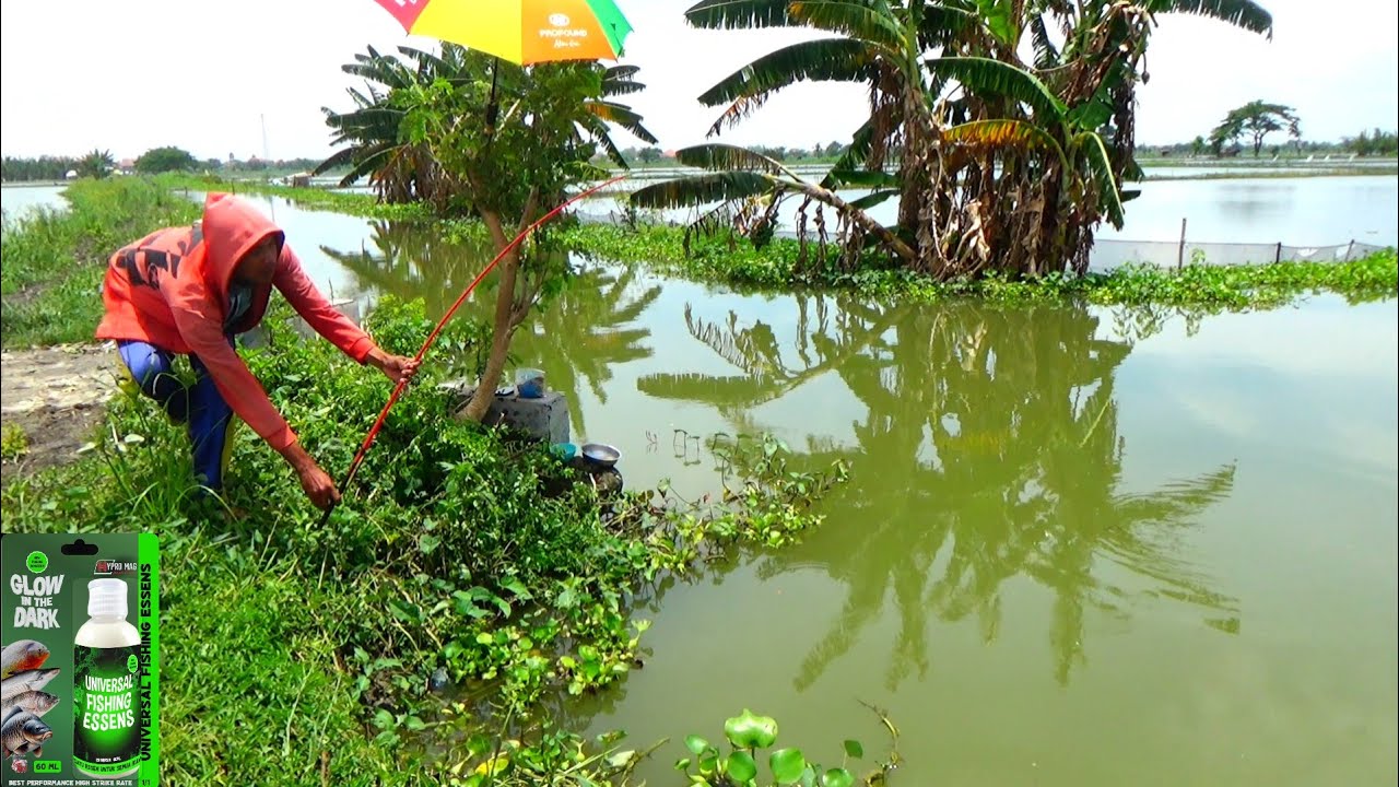 Gak bisa berkata² kalau begini,, Saat ikan mas besar melawan kuat sampai gak kuat nahan 
