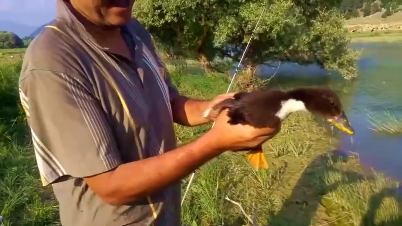 Sazan avında yaban ördek yavrusu yakaladık.