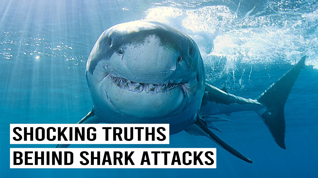 Real Stories About Surviving Shark Attacks