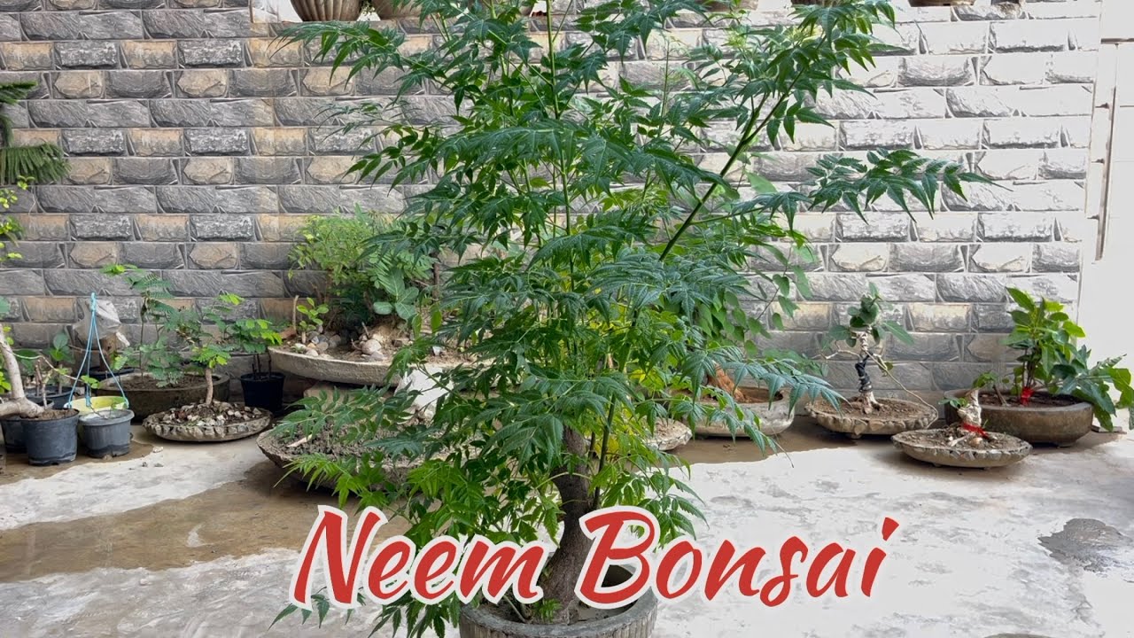 Neem bonsai making || bakain bonsai