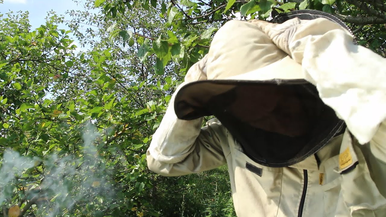 Šešta serija- Bitės kuriuos vejasi ir motinėlės įkurdinimas