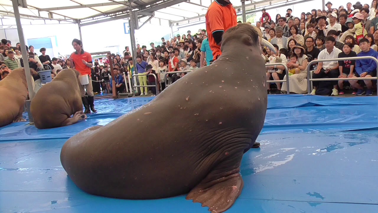 鳥羽水族館＆うみたまごセイウチコラボショー2019.5.4@鳥羽水族館