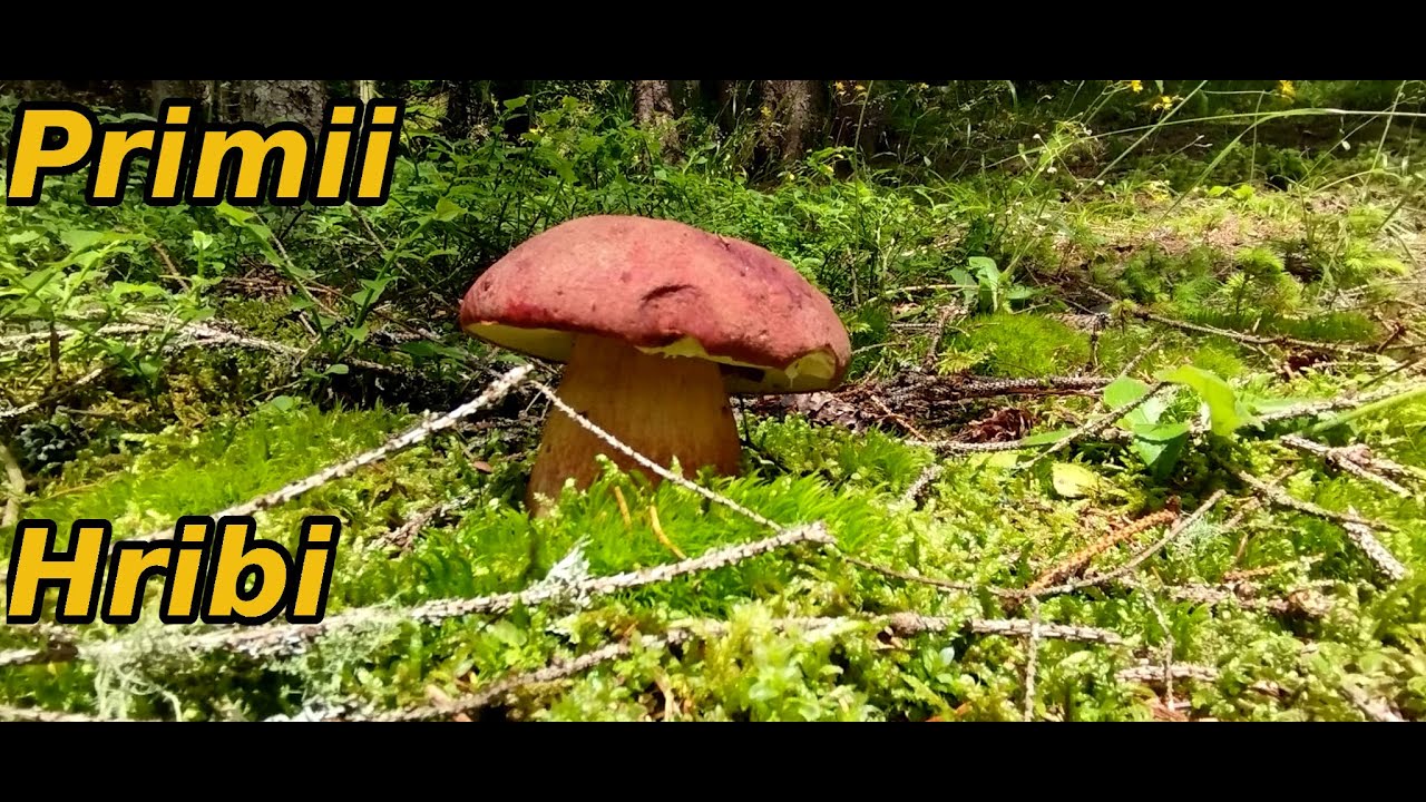 Am Găsit Primii Hribi, Gălbiori și Fragi prin Pădure în 2023