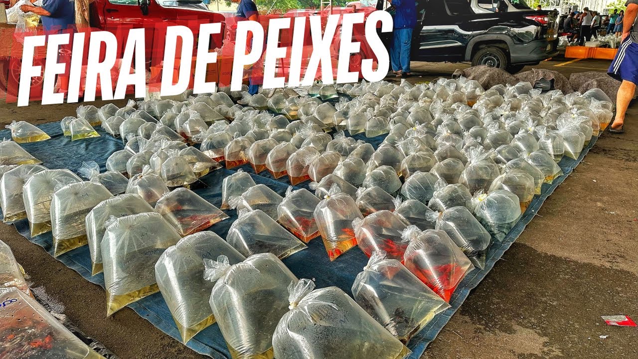 TOUR PELA MAIOR FEIRA DE PEIXES ORNAMENTAIS DO BRASIIIIIIL!!!!