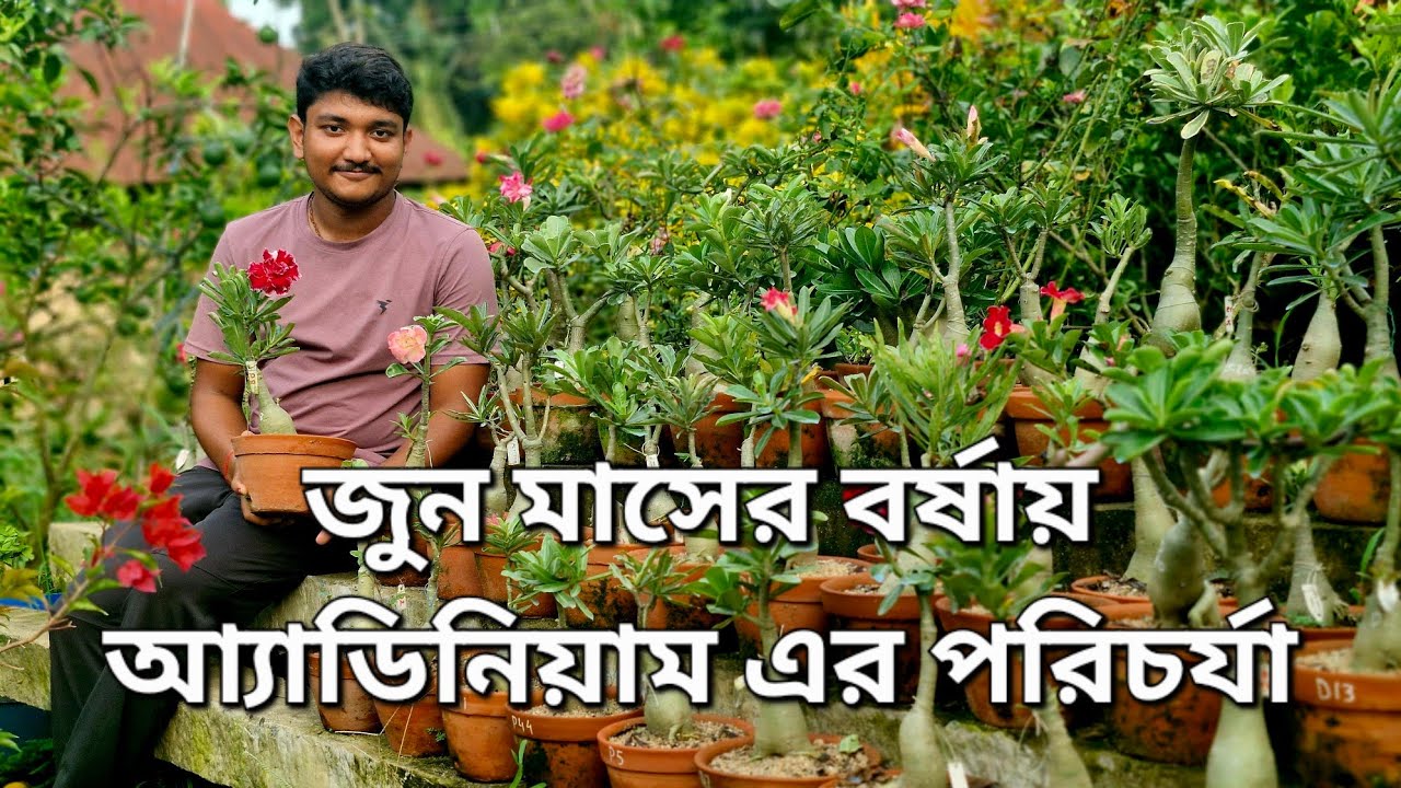 জুন মাসের বর্ষায় আ‍্যাডিনিয়াম এর বিশেষ পরিচর্যা: ADENIUM CARE IN RAINY SEASON 🌧
