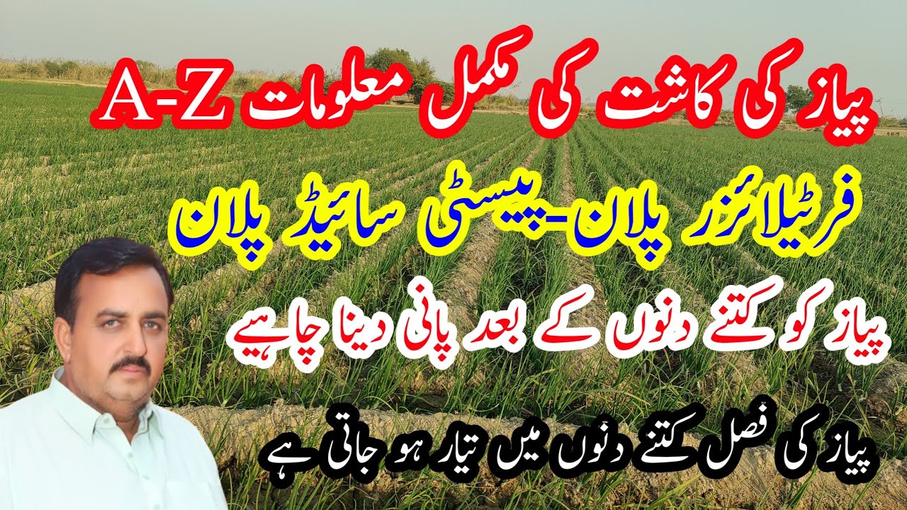 Piyaz ki kheti A 2 Z anfarmation | piyaz ki kasht | onion farming | onion farming process inPakistan
