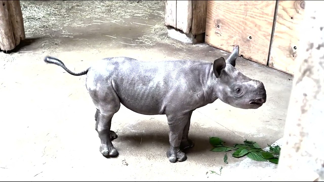 New baby rhino at the Lincoln Park Zoo