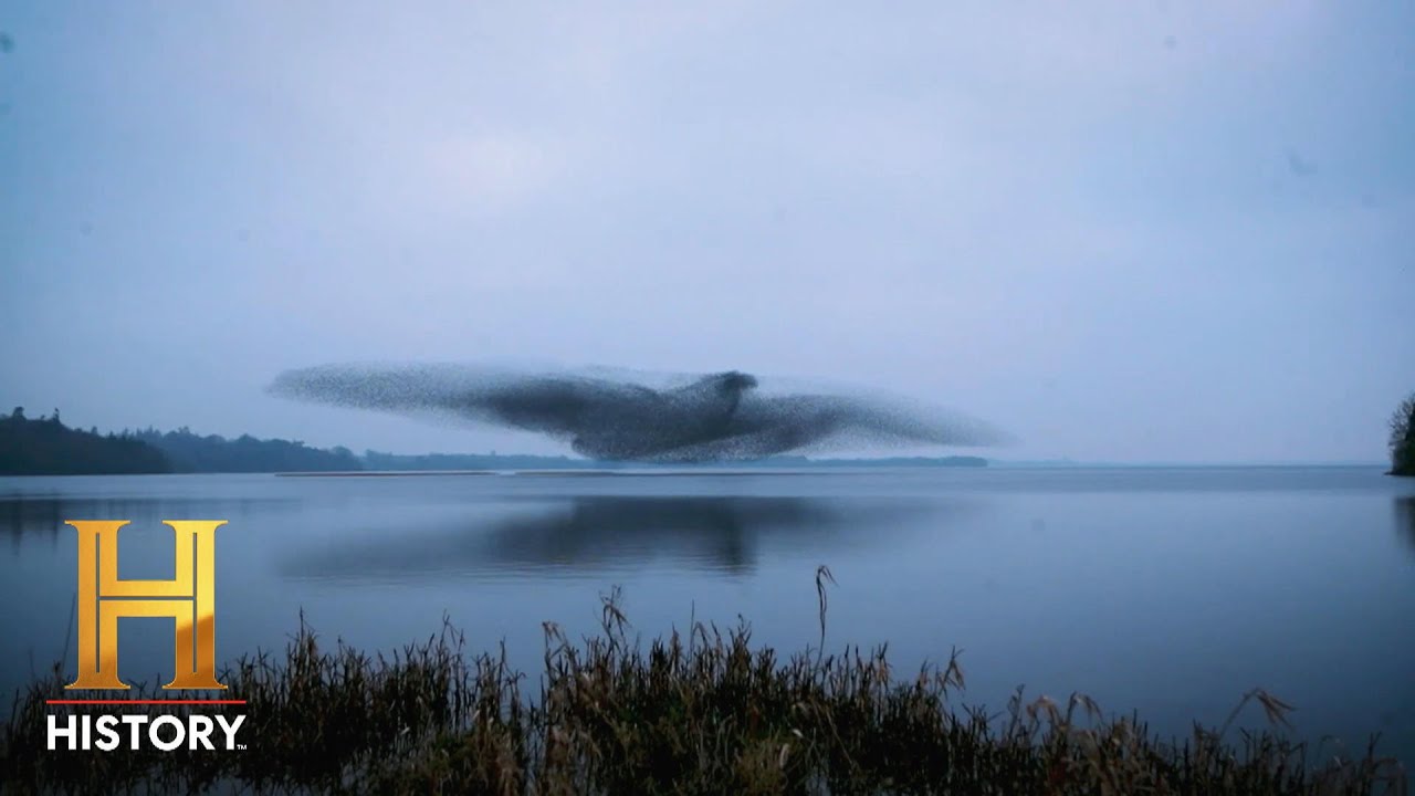 The Proof Is Out There: SHOCKING Bird Phenomenon Caught on Camera (Season 2) | Exclusive | History