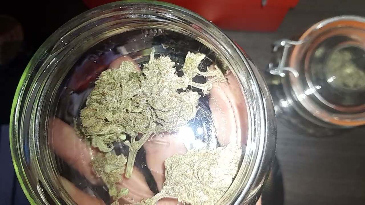 🌱Growsartiger Abschluss!💚🚀 (Papaya Cookies/Gorilla Zkittlez Autoflower)