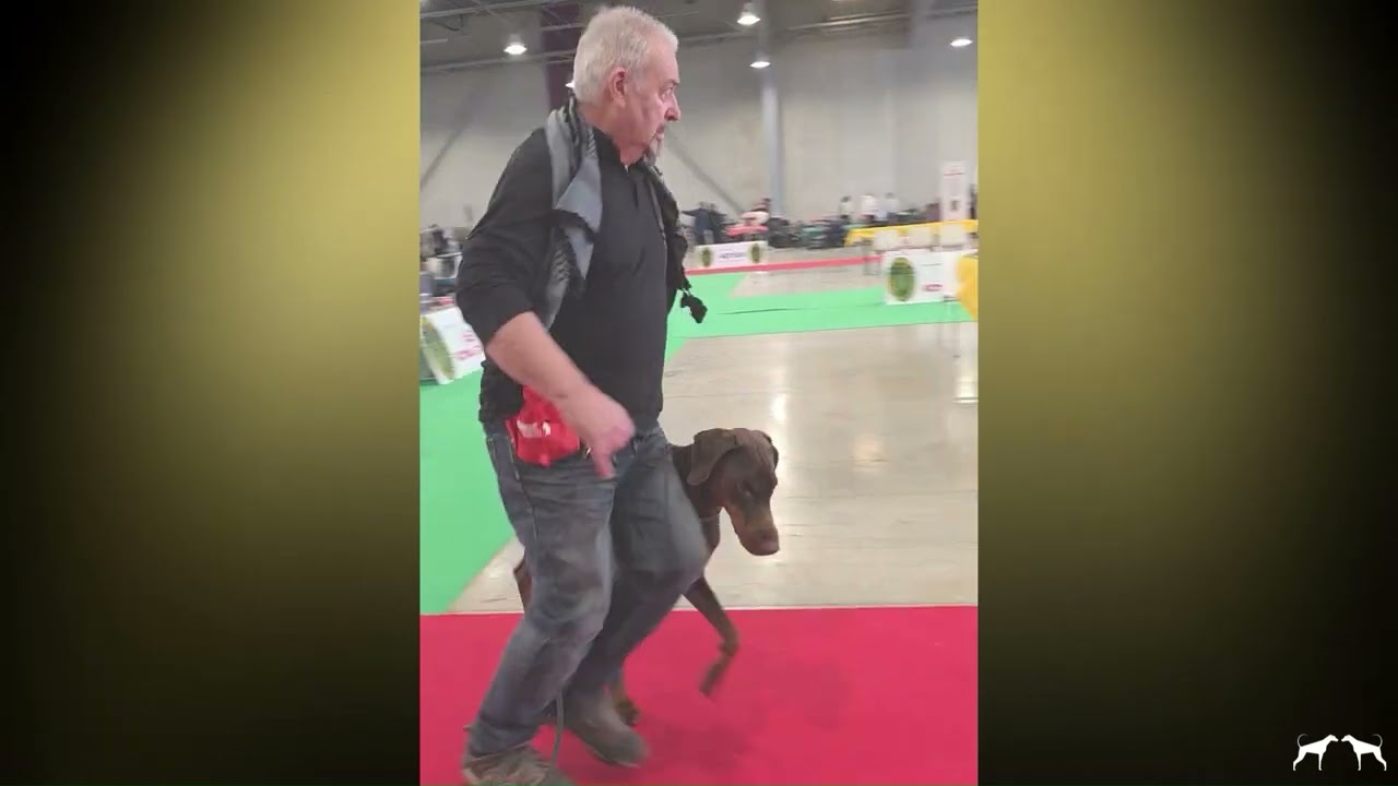 EXPOSITION CANINE INTERNATIONALE - CHALONS EN CHAMPAGNE - 1er Février 2026