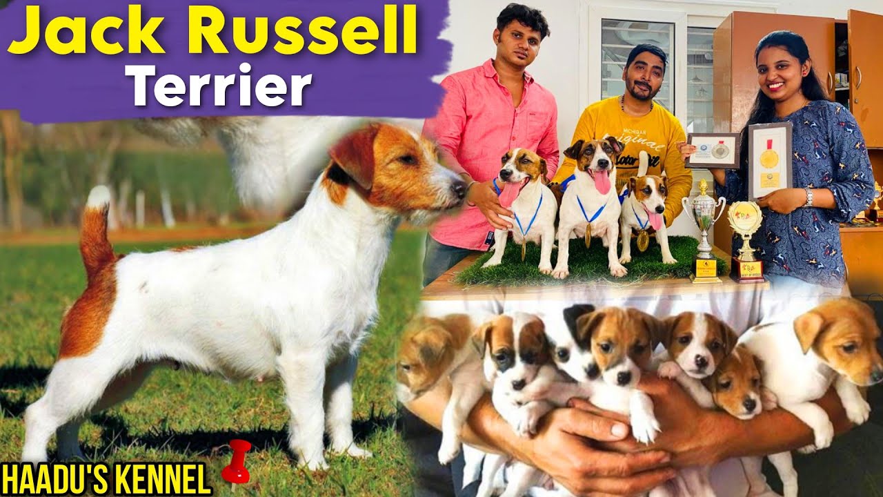 Jack Russell Terrier Dog Breed | Puppies Available | Haadu's Kennel | Guarding and Toy Breed Dog