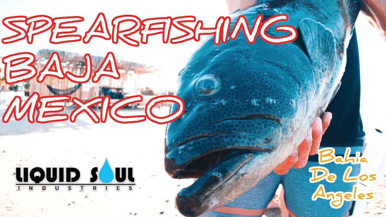 Fishing Baja Mexico {Spearfishing grouper & catching yellowtail} BOLA