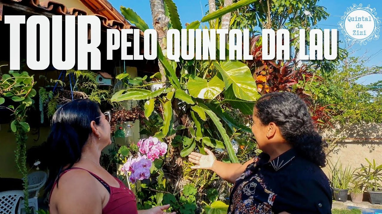 Tour pelo quintal da Lau | plantas lindas e variadas | samambaias | orquídeas | plantas ornamentais