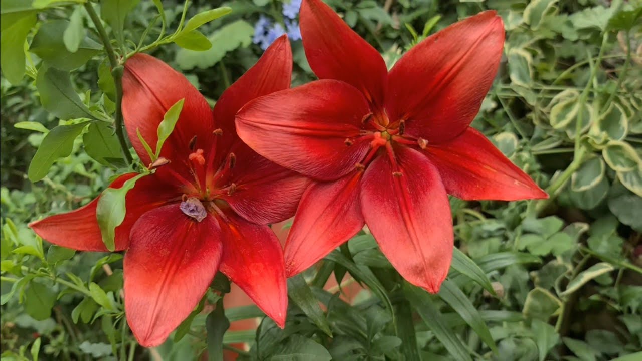 Lilyumlar ve Afrika Zambakları