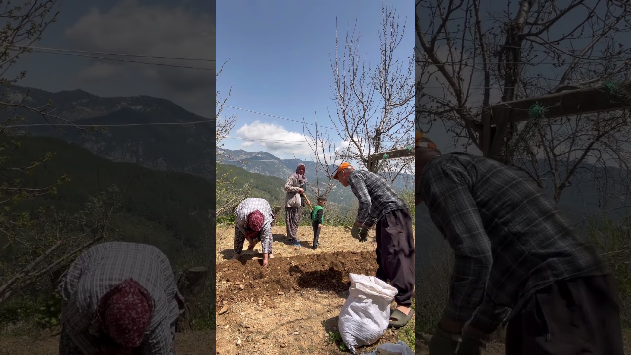 Fasulye ekimi #doğalyaşam #k&ouml;yhayatı