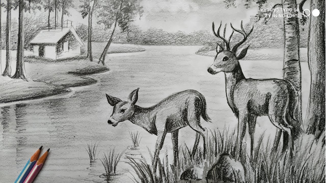 how to draw deer with pencil sketch scenery,how to draw forest scenery,step by step,animals drawing