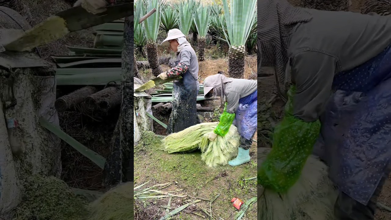 Sisal processing #satisfying #plants #machine