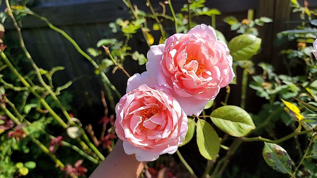 David Austin rose - Brother Cadfael Summer 2021 *crappy rose series*