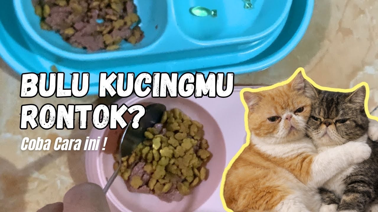Coba Menu ini saat Bulu Kucingmu Rontok ‼️ Daily Life Kucing 