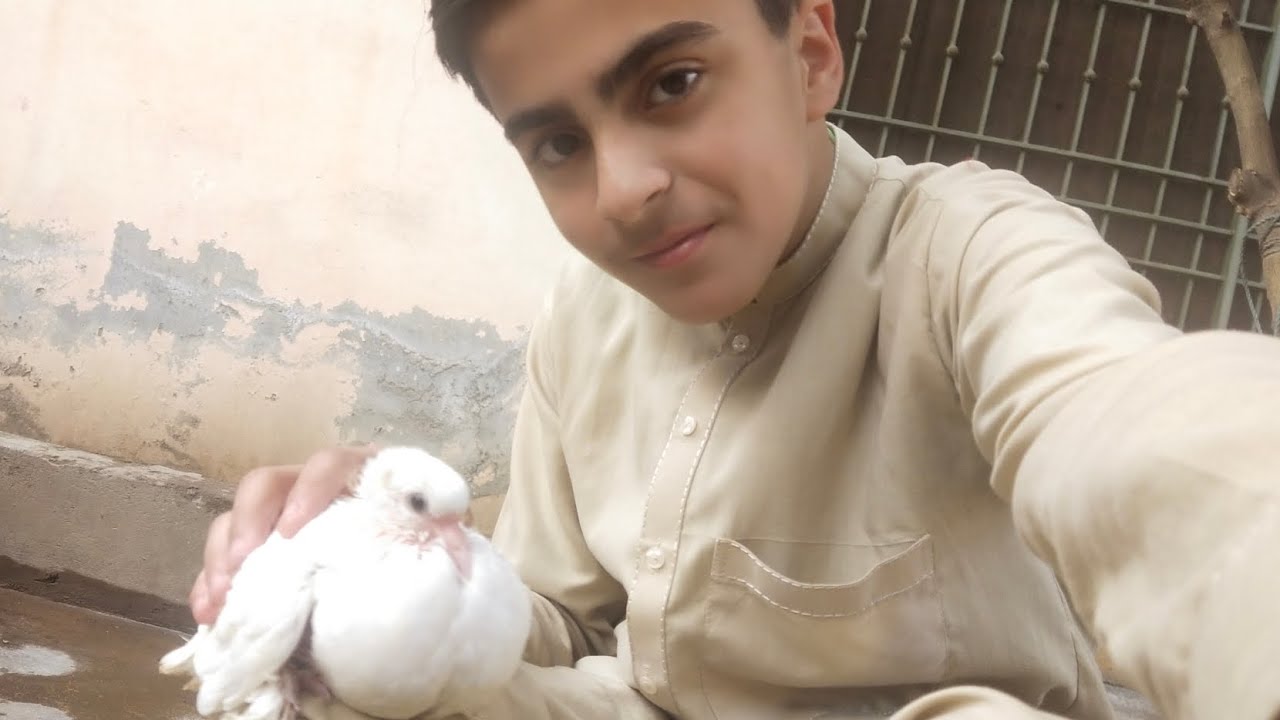 Baby pigeon kai Pao par pr nikal rahai hai🥰🥰