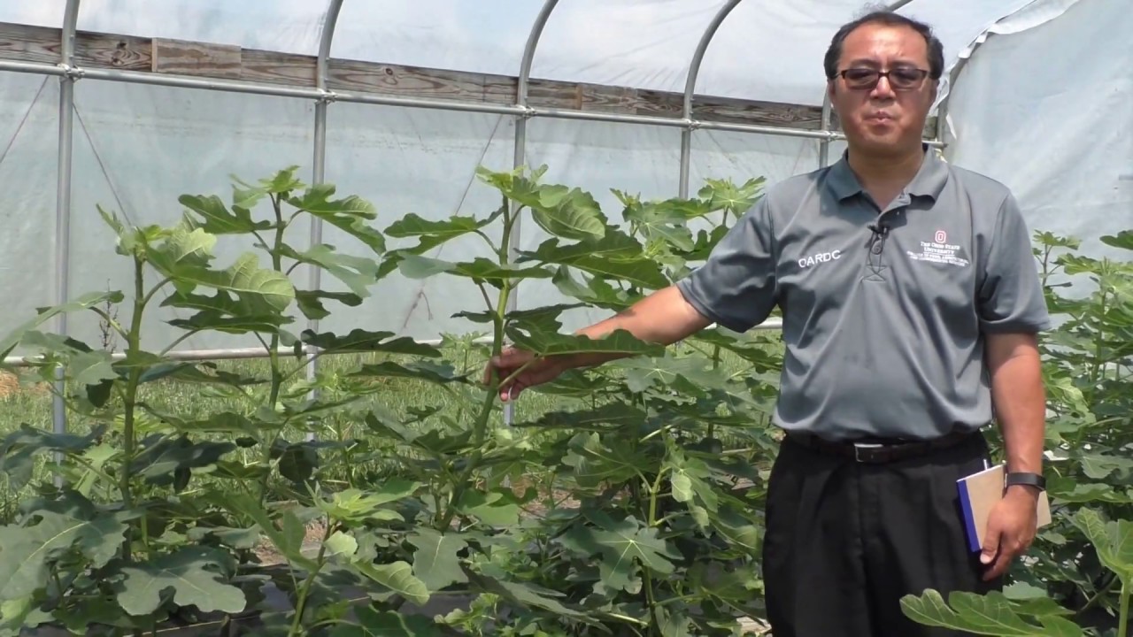 Specialty Fruit Report: Fig development in Ohio, is it possible?