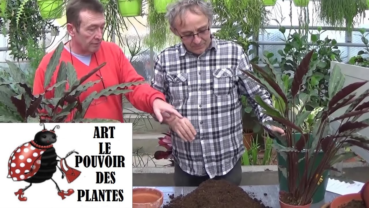 Conseils jardinage: calathea lancifolia: Comment faire la Culture et division: Plante verte