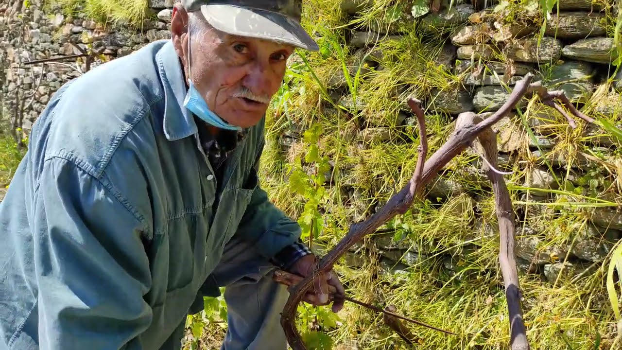 ΜΠΟΛΙΑΣΜΑ ΑΜΠΕΛΙΑΣ ΣΤΗΝ ΣΙΦΝΟ - GRAFTING GRAPEVINES #Grafting Grape Vines