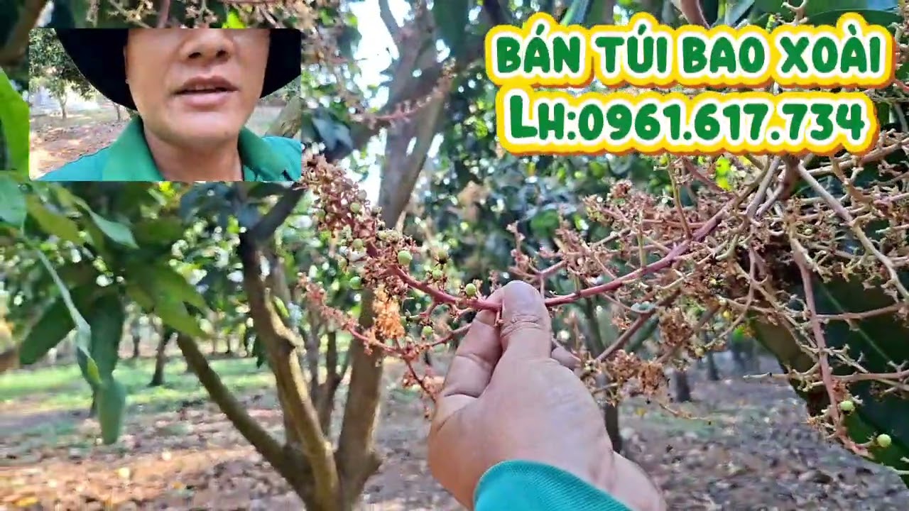 Tiếp tục phun thuốc trội hột và ngừa bọ trĩ cho vườn xoài đài Loan 