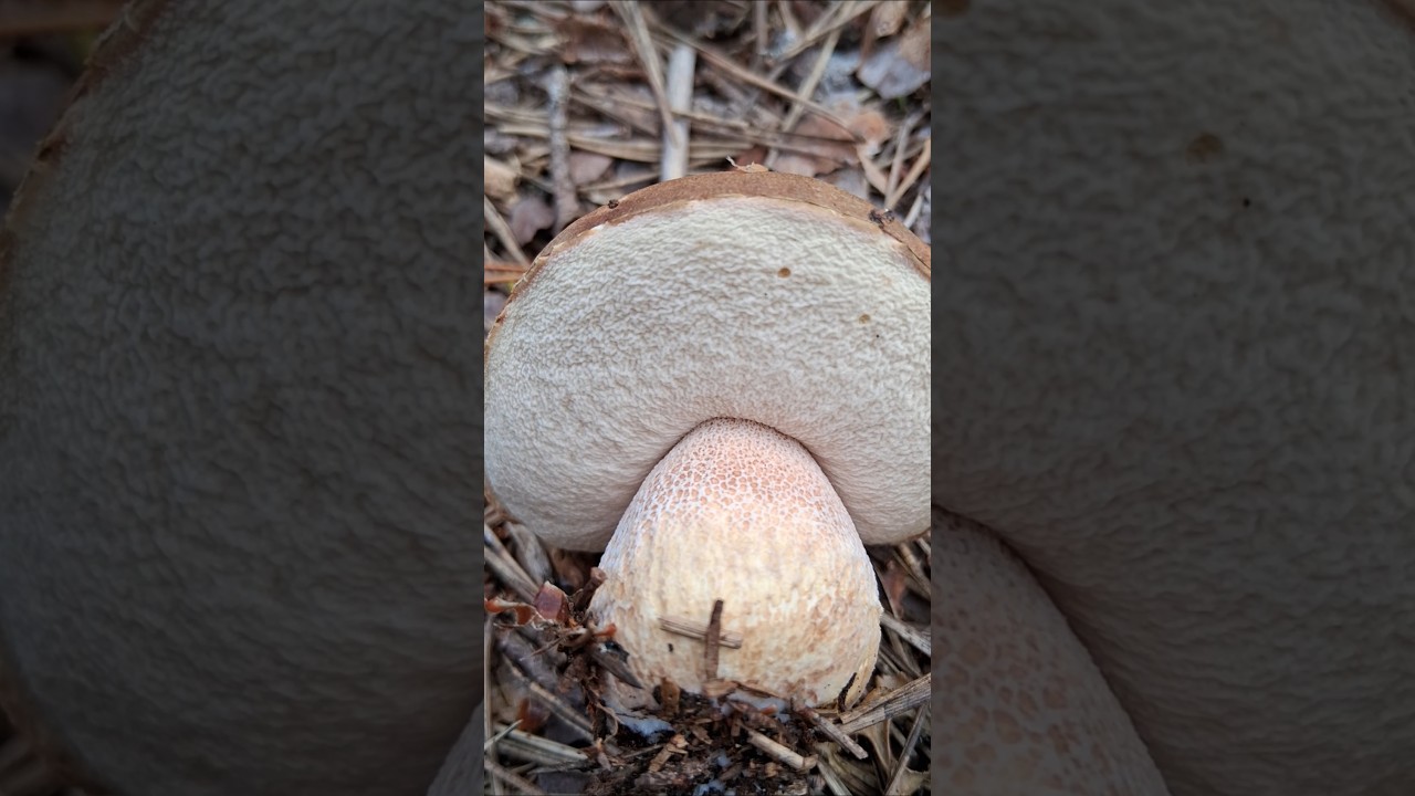 белый гриб #грибочки #mushroom #nature #лесной