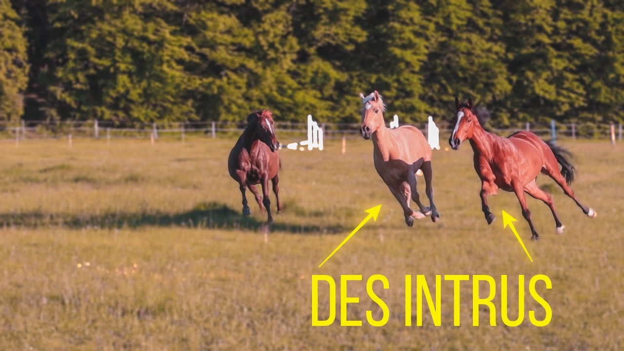 IL Y A DES PETITS NOUVEAUX..
