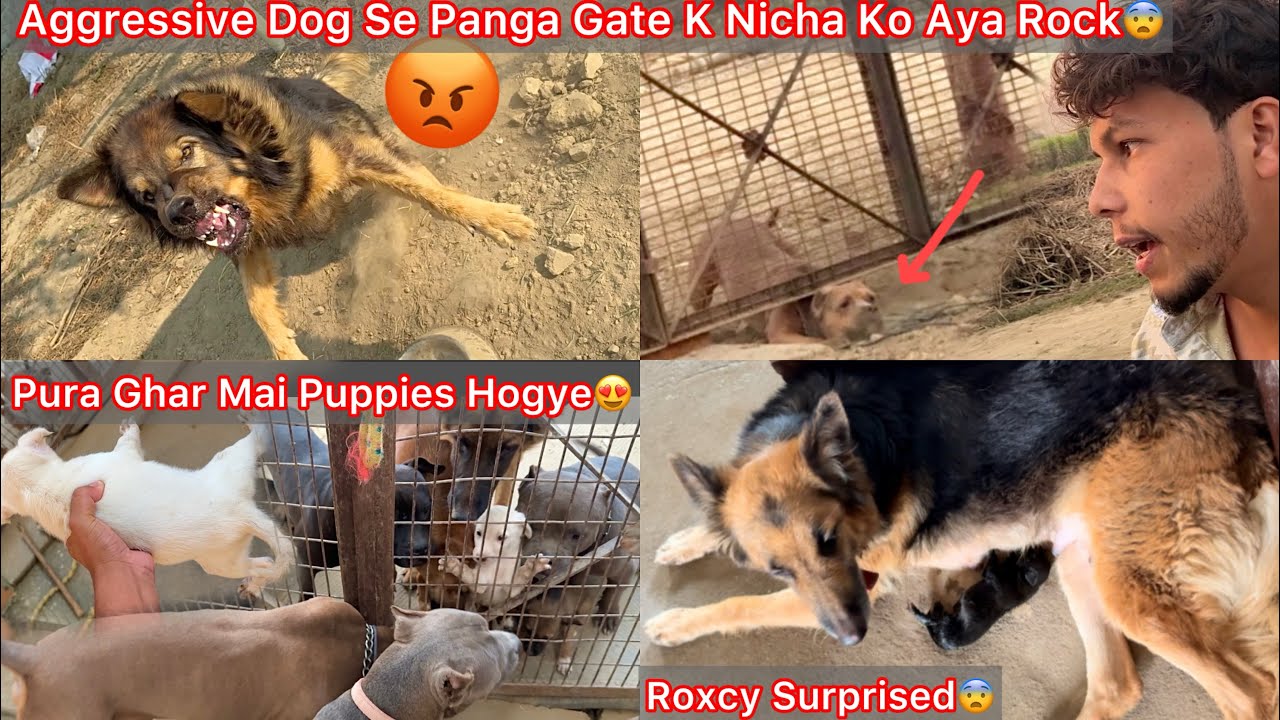 Rock Farm K Gate K Nicha Ghus Gya😨Jacky Ko Petna K Liya😡Pura Ghar Mai Puppies Hogye😍Roxcy Surprised🐶
