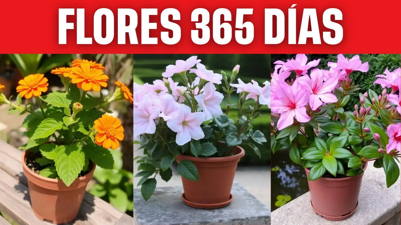20 PLANTAS QUE NUNCA DEJAN DE FLORECER - UN JARDÍN SIEMPRE COLORIDO